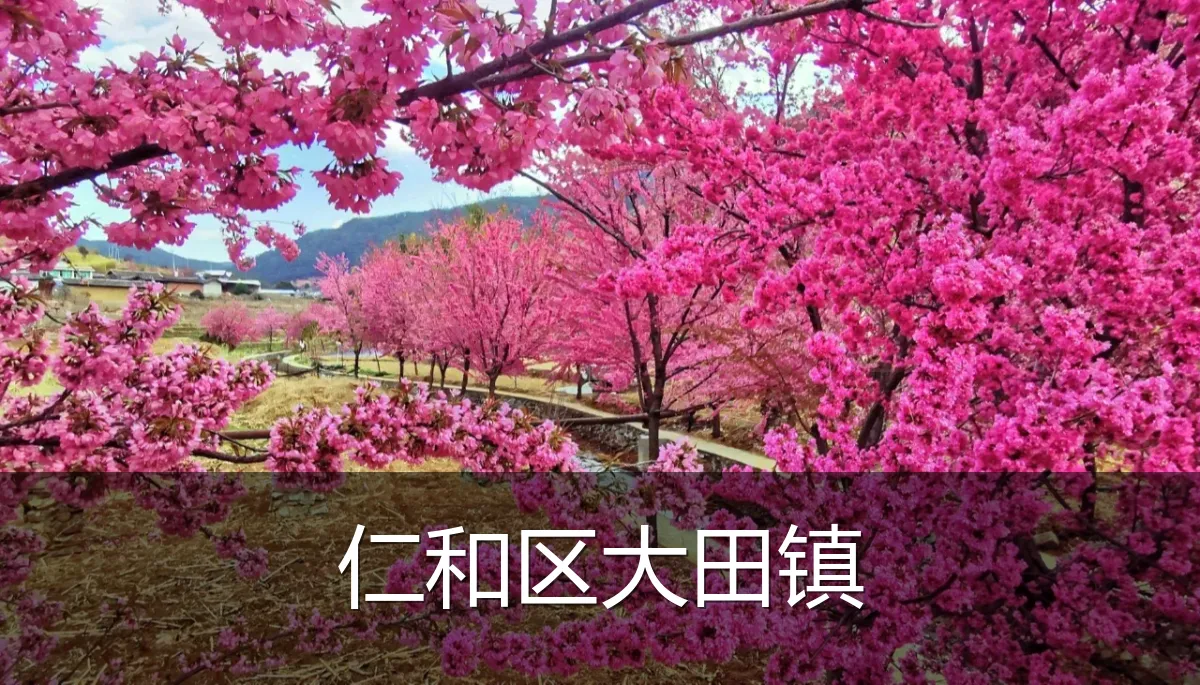 仁和区大田镇