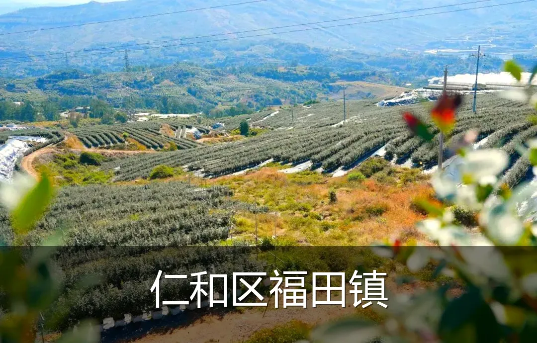 仁和区福田镇